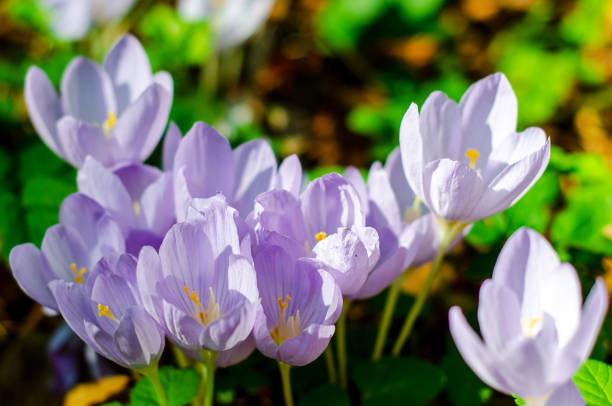 istock Close-up of Crocus pulchellus, the hairy crocus. 1442416194