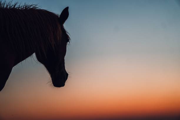 istock Vertical shot of a horse silhouette on a sandy beach 1442416414