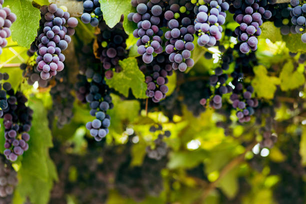 istock Bunch of dark grapevines in a garden with a blurred background 1442416785