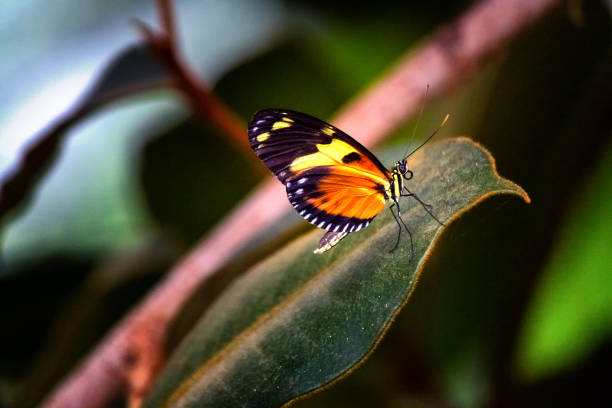 istock Closeup shot of a Monarch butterfly perched on a leaf on a blurred background 1442418293