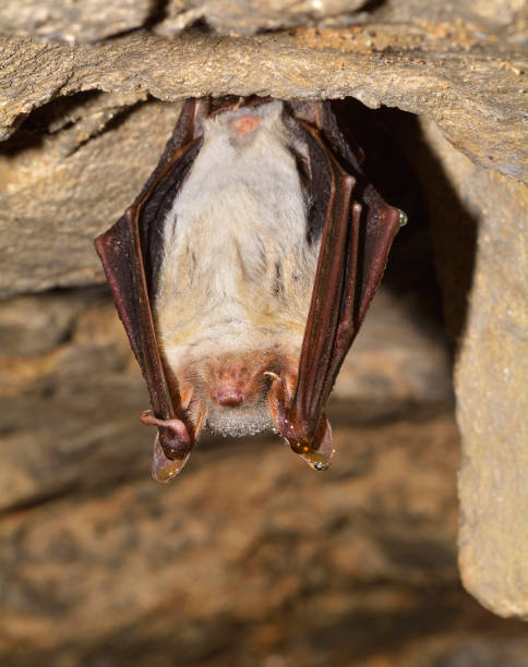 istock Closeup shot of the Greater mouse-eared bat ( Myotis myotis) 1442418678