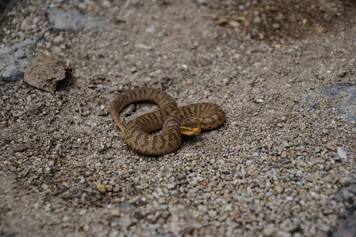 A snake on the ground in Byeonsan-Bando National Park, South Korea.