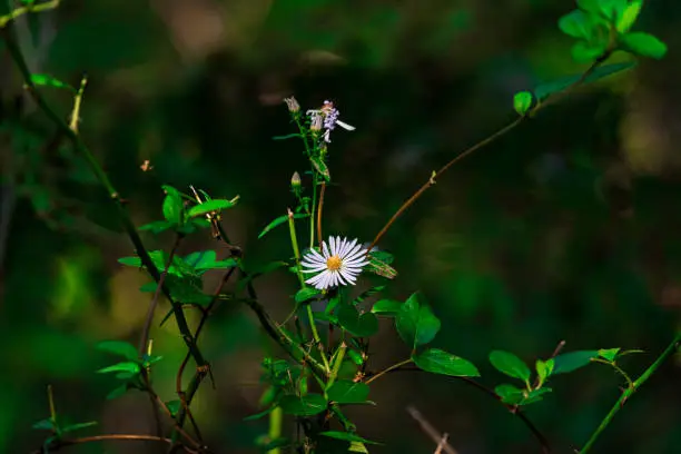 A climbing aster (Ampelaster carolinianus) at the Allens Pond Wildlife Sanctuary in Dartmouth, MA, USA