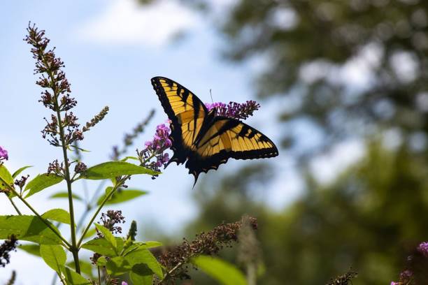 istock Gorgeous eastern tiger swallowtail butterfly with spread wings under a sunny sky in a forest 1442419967