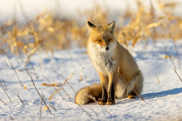istock Red fox in a snow-covered winter landscape 1442420023