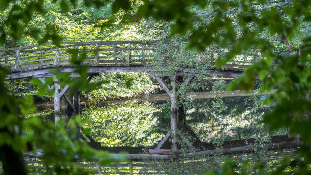 istock Old wooden bridge on a pond surrounded by greenery in a forest on a sunny da 1442420262