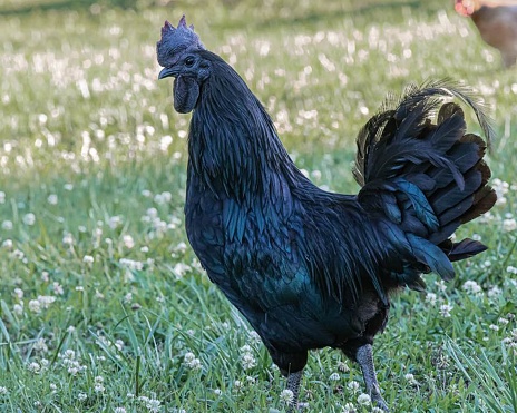 A closeup shot of a Ayam Cemani chicken with a blurred background