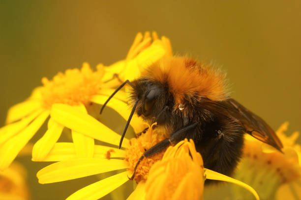 istock Closeup on a queen Tree umblebee, Bombus hypnorum sitting on a y 1442423108