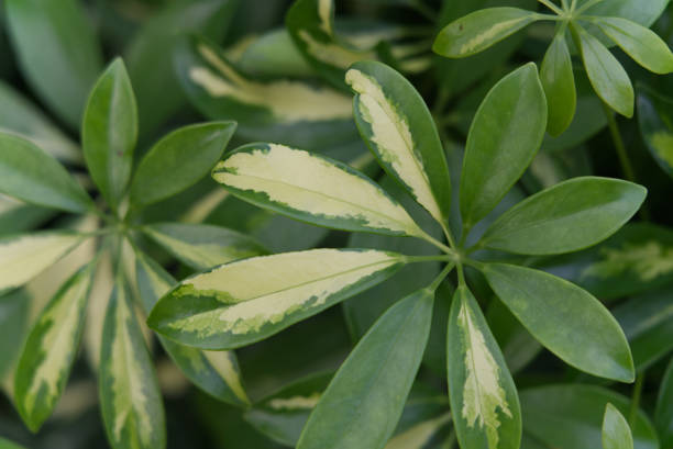 istock Closeup shot of dwarf umbrella-tree leaves 1442424147