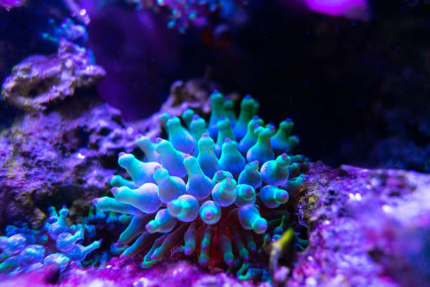 istock Close-up shot of a Bubble-tip anemone 1442424595
