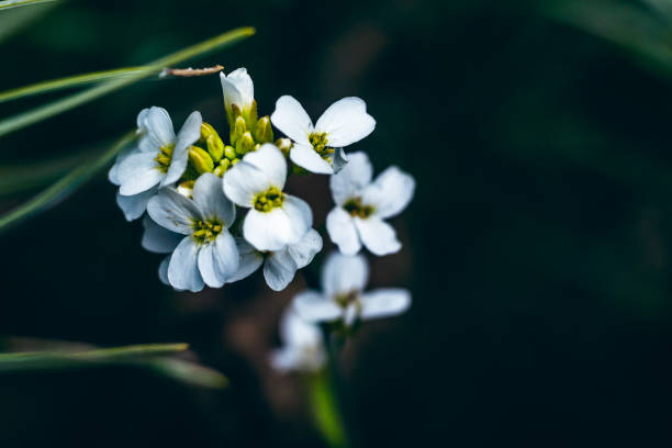 リトアニアのクルシュー砂の森におけるシロイヌナズナ(ターレクレス)の選択的焦点撮影 - arabidopsis thaliana ストックフォトと画像