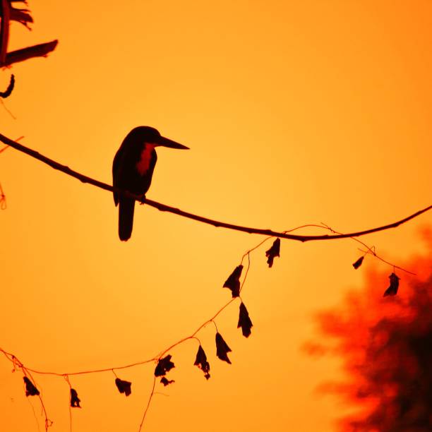 The Kingfisher on the tree stick isolated on the sunset sky background, close-up