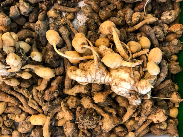 istock Turmeric (Curcuma longa Linn) rhizome or kunyit or kunir for Background 1442425024