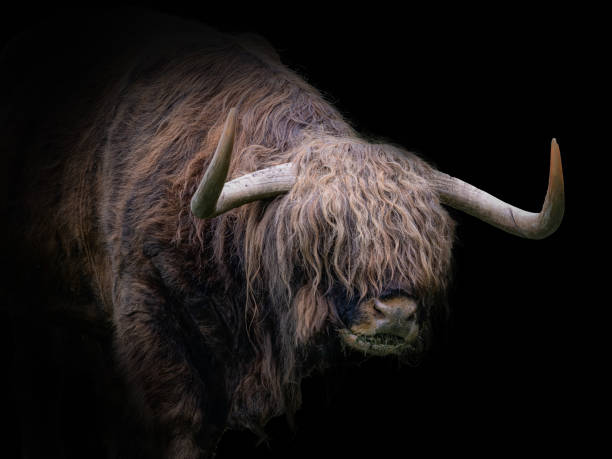 istock Closeup of a Scottish highland cow on a black background 1442425345