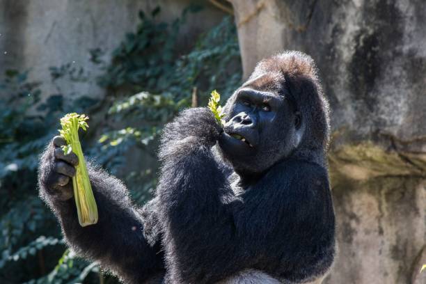 istock Closeup shot of a Gorilla eating vegetable 1442425372