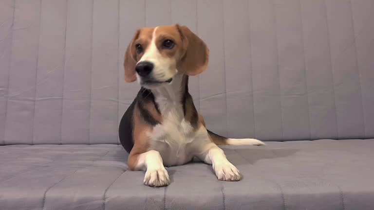 American foxhound puppy lying down on a couch and looking around curiously.