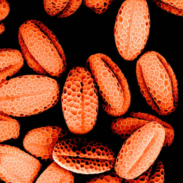 A bundle of chives pollen observed in a scanning electron microscope
