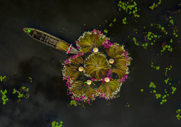 istock Water Lily Season 1442428125