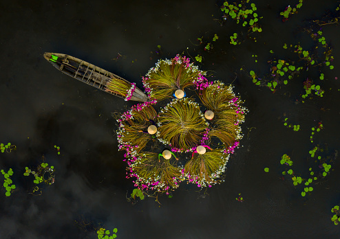 Women harvesting water lilies in a flooded field