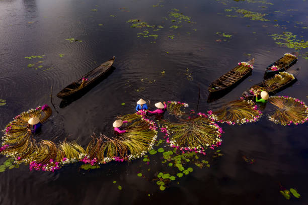 istock Water Lily Season 1442428703