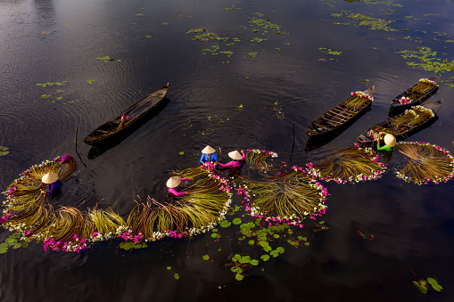 Women harvesting water lilies in a flooded field
