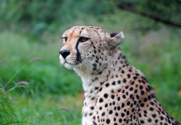 istock Majestic cheetah in  the wild, namibia 1442429302