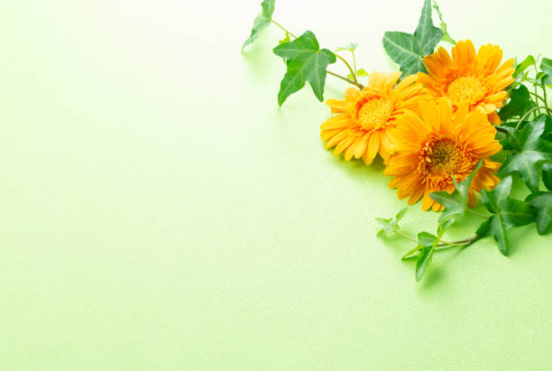 Background image of green back wall and gerbera flowers and ivy