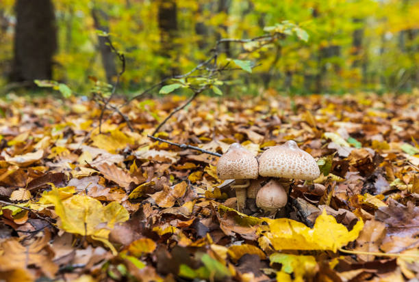 Mushrooms appeared after the rain in the forest