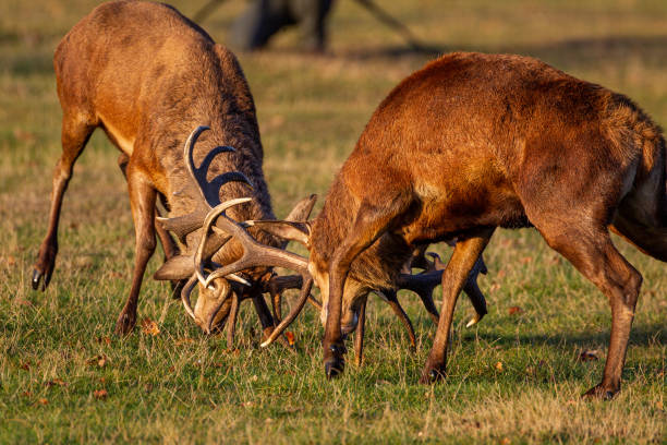 istock Two Red Deer stags locking antlers as they fight during the annual deer rut. 1442433059