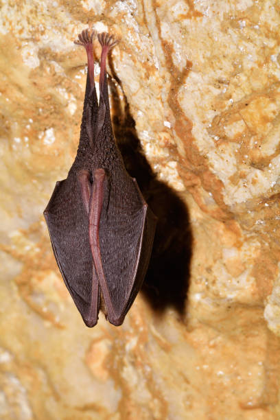 istock Closeup shot of the Greater mouse-eared bat ( Myotis myotis) 1442433137