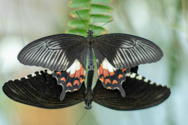 istock butterflies in the garden 1442434872