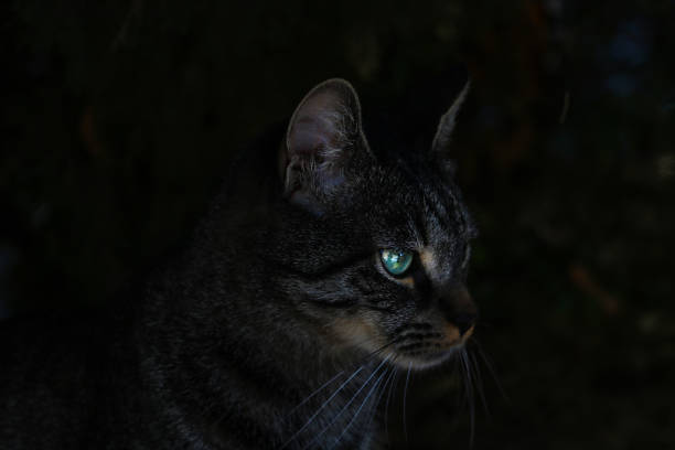 istock Cat with green eyes in the dark. 1442435163
