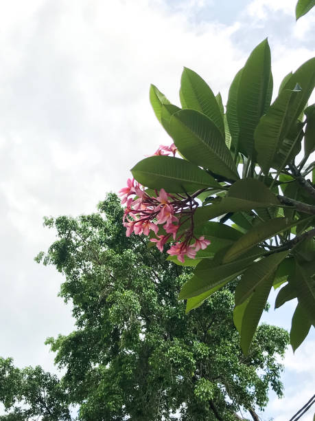 istock Red cambodian flowers 1442435199