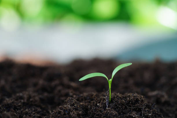 istock Tree growing with hand, eco earth day, save world, save earth, go green 1442435894