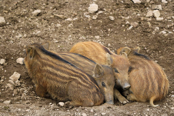 istock Red small wild boar pig lies on the ground. 1442435953