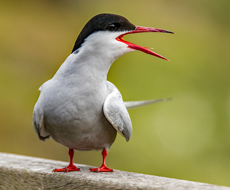 Close up image of a Artic Tern.