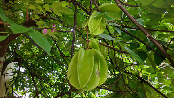 istock Raw star fruit hanging from the tree branch 1442436508