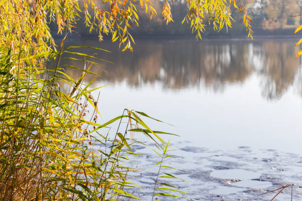 Reeds and hanging willow branches with autumn leaves on a foreground on a blurred background of shallow pond with partly exposed bottom in sunny morning