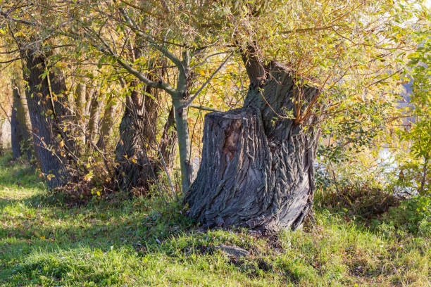 High stump of the old willow with young shoots on the sides on the lake shore at sunny autumn weather