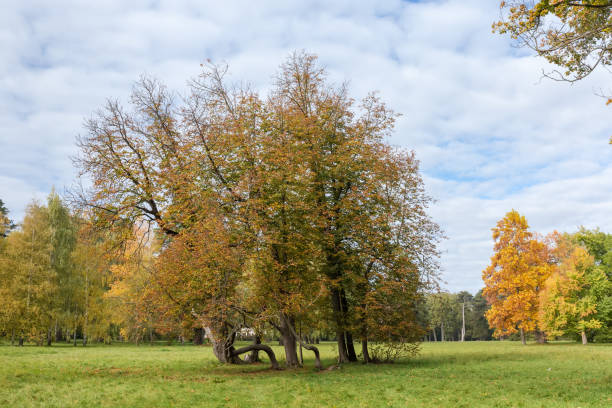 Group of deciduous trees growing among the big glade against the sky with clouds in autumn park