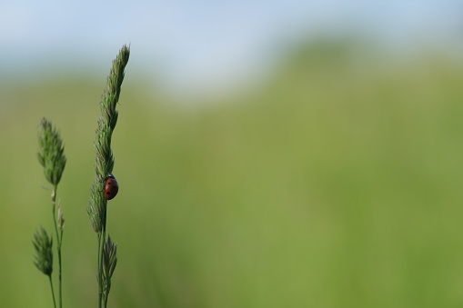 Ladybug on plant in nature, cute tiny red beetle in the wild
