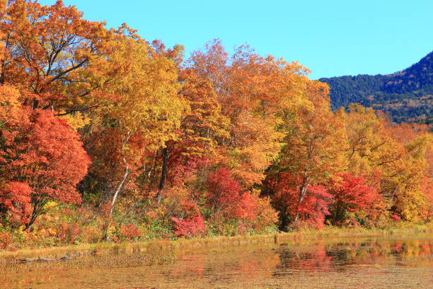 istock Autumn leaves of Shiga Kogen Hasuike 1442440712
