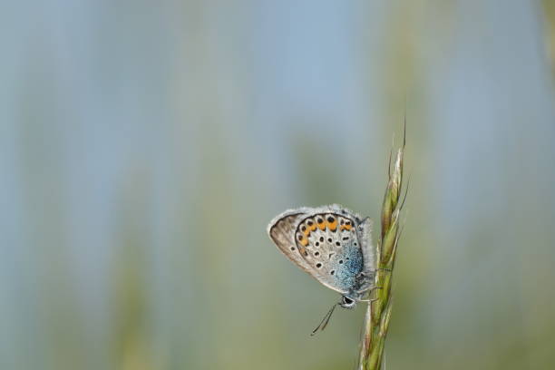 istock Horizontal image of a common blue butterfly 1442440797