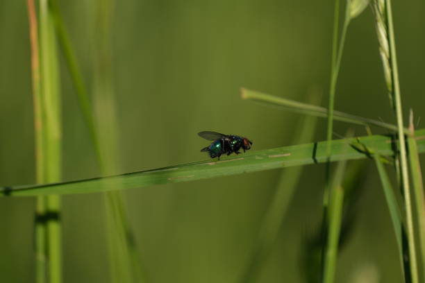 Common green bottle fly on a blade of grass in nature close up