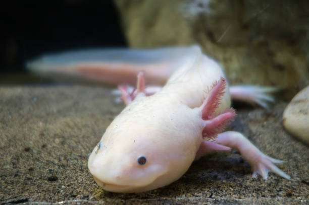 istock Axolotl on the sand 1442442059