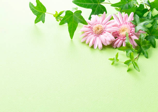Background material using gerbera flowers and ivy