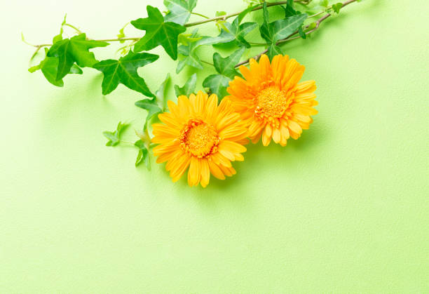 Background material using gerbera flowers and ivy