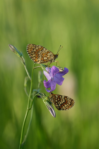 Two heath fritillary butterfly on a spreading bellflower in nature