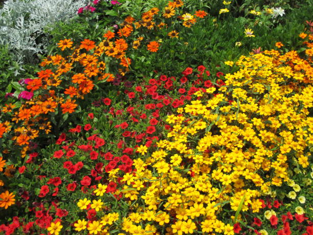 istock Spring flower bed with colorful flowers blooming beautifully 1442442952
