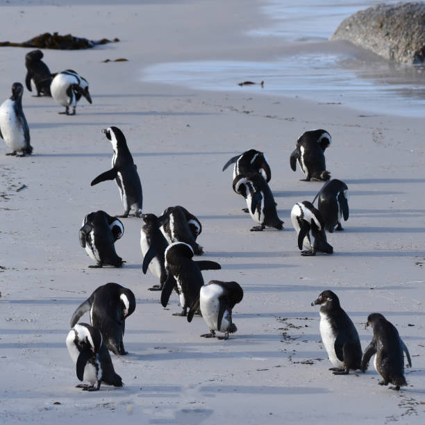 istock African Penguins grooming their feathers after a swim 1442444153
